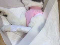 -北京观赏动物医院·24小时大型综合·猫专科·异宠专科