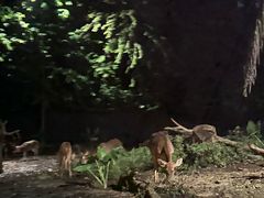 -夜间野生动物园