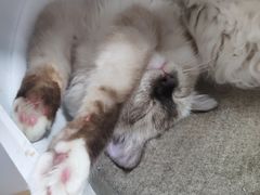 -李小姐の猫咖啡馆(五角场店)