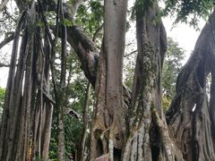 -瑞丽独树成林风景区