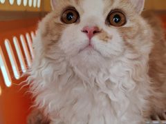 -瑞派宠物医院·犬猫全科·猫友好(宾水西道店)