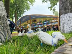 -北京野生动物园