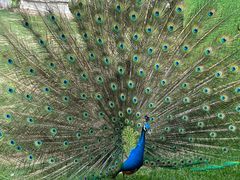 -J Create城市露营咖啡·简餐·宠物(上海动物园店)