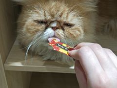 -藏猫猫咖啡主题馆(中央大道店)