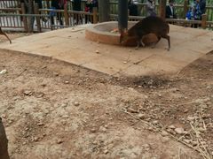 -昆明动物园