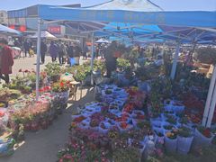 -中环花鸟鱼虫市场