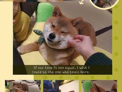 -逗柴咖啡屋·狗咖猫咖宠物桌游