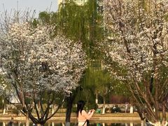 -西北湖绿化广场