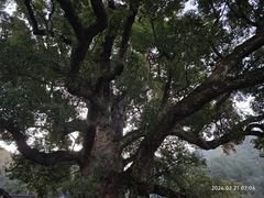 -杨家堂村