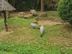 -上海野生动物园