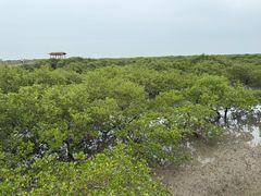 -北海金海湾红树林生态旅游区