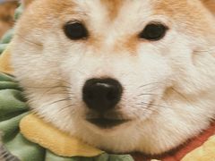 -逗柴咖啡屋·狗咖猫咖宠物桌游