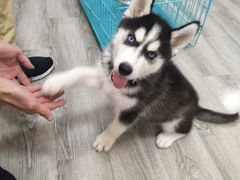 -翊宠yipet猫狗购宠庄园犬舍•猫舍