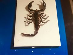 -上海昆虫博物馆