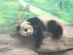 -灵玲国际马戏城