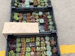 -中环花鸟鱼虫市场