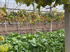 -马陆小张葡萄园农家乐