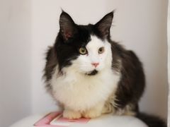 -Bastet sally猫舍购宠(静安店)