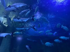 -成都浩海立方海洋公园