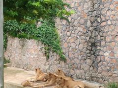 -西霞口神雕山野生动物世界