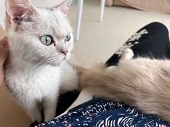 -怪兽屋·羊驼·猫咖·狗咖(俊华广场店)