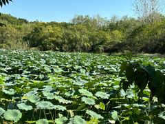 -盘龙城国家考古遗址公园