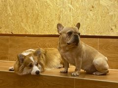 -和它·交个朋友·狗咖猫咖(爱琴海店)