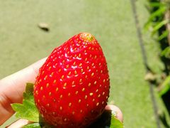 -会江钓鱼钓虾烧烤场