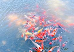 -汉石桥湿地童趣乐园