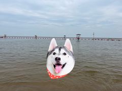 -碧海金沙