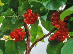 -樱桃山旅游景区