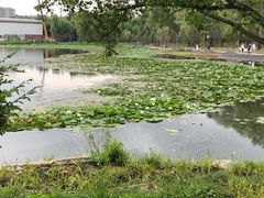 -长春市南湖公园