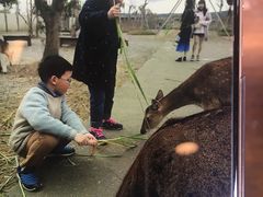 -鹿境梅花鹿生态园区