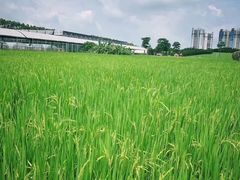 -迪茵湖田家舍生态农场