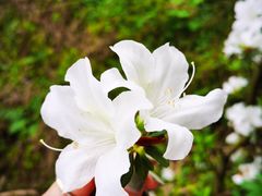 -铁山坪森林公园