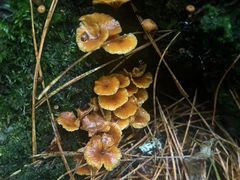 -五营红松林海景区