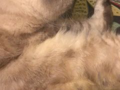 -猫色咖啡·猫咖