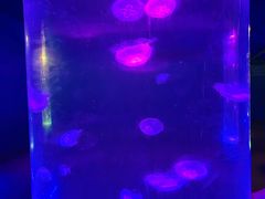 -北戴河圣蓝海洋公园