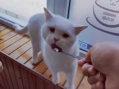 -猫的茶·猫咖