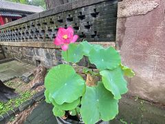 -泰山风景名胜区-普照寺