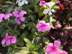 -Salud撒露欧洲冻酸奶(蓝色港湾店)