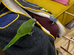 -明明手养鹦鹉(堤角花鸟宠物大世界店)