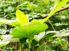 -谷咖啡·鲜花绿植花园餐厅