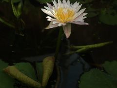 -国家植物园