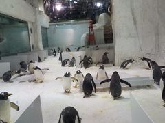 -大连圣亚海洋世界