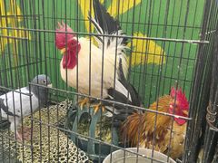 -王婆炒鱼(总店)