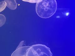 -海合安武汉极地海洋公园