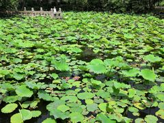 -上海醉白池公园