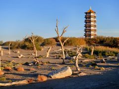 -金塔沙漠胡杨林景区
