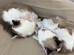 -怪兽屋·羊驼·猫咖·狗咖(俊华广场店)